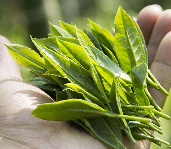 引發茶葉變質的主要因素有什么？