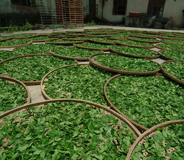 北京白茶和綠茶有什么區別