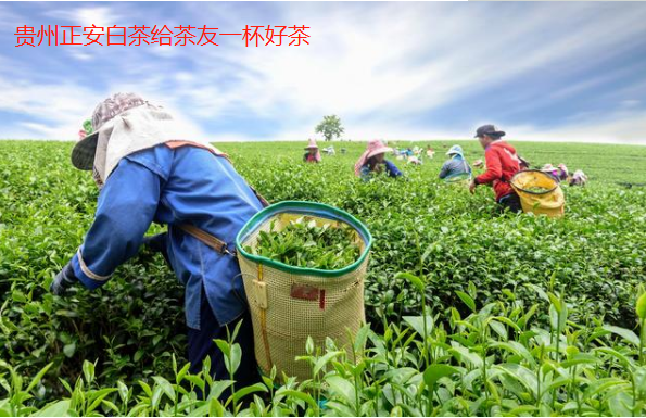 貴州綠茶